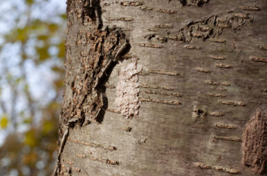 Spotted lanternfly eggs are shown on a tree trunk.