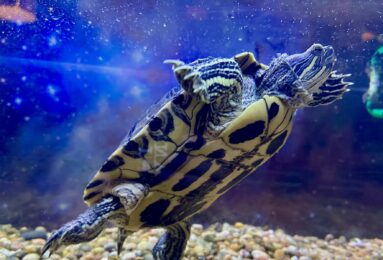 A turtle is shown in its tank.