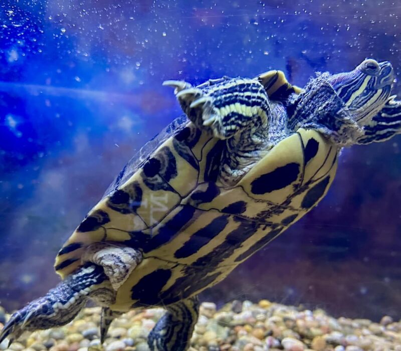A turtle is shown in its tank.