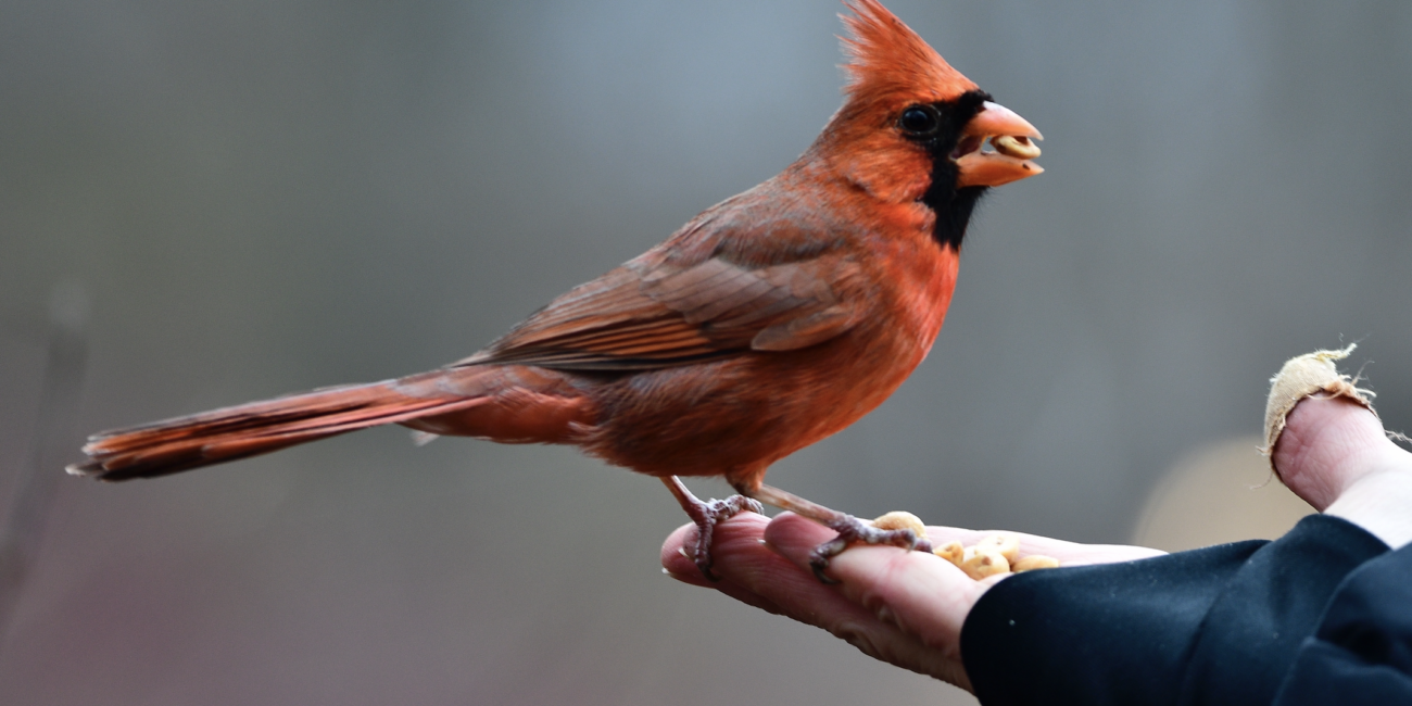 A bright red cardinal eats from a hand in Central Park.
