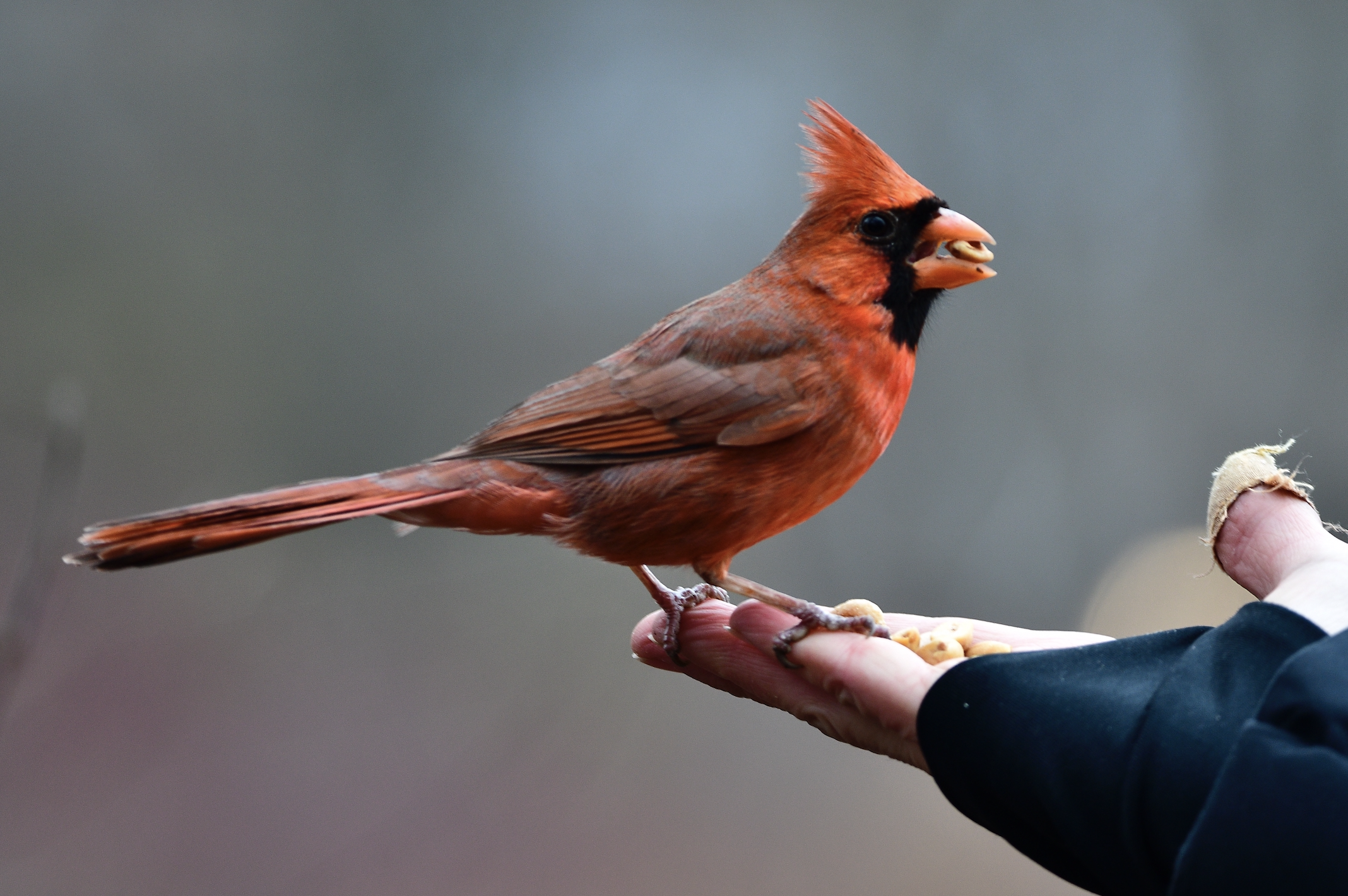 A bright red cardinal eats from a hand in Central Park.