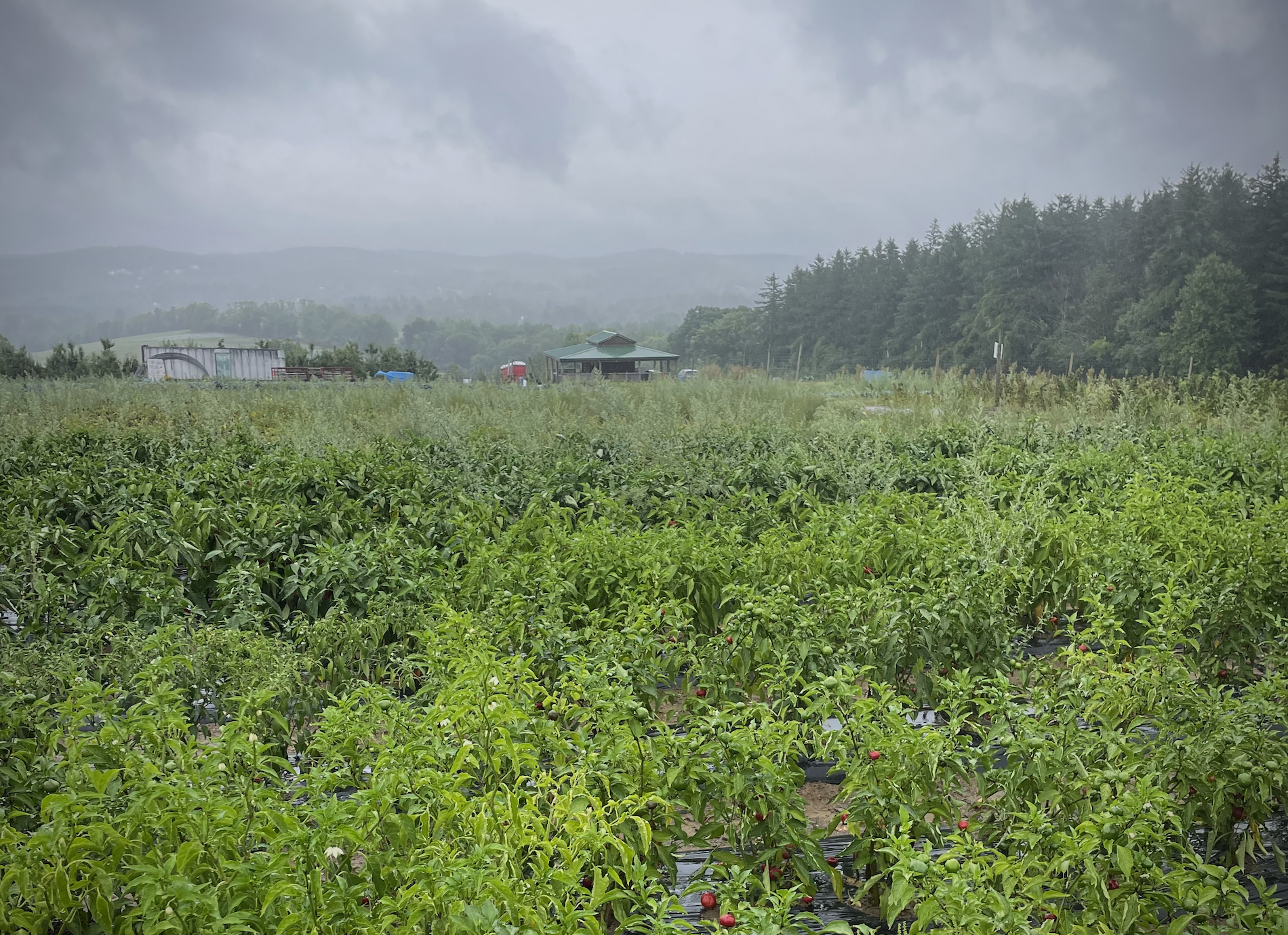 An upstate New York Farm is shown under overcast skies.