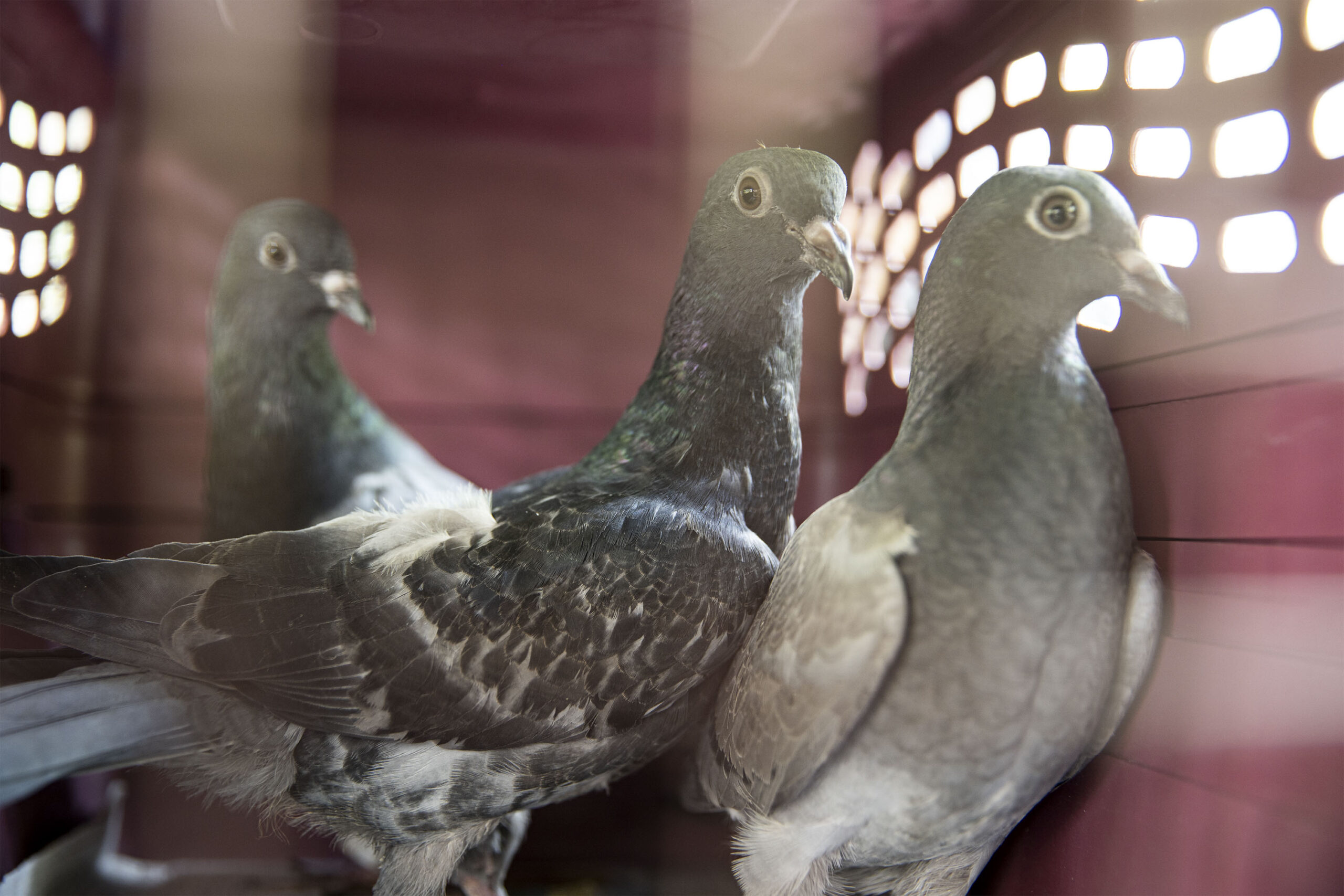 Pigeons that Kelvin Diaz have rescued from the Gowanus Expressway. West 87th St. Park & Garden, Manhattan, New York City, USA. April. 16, 2023. (Credit: Hongyu Liu)