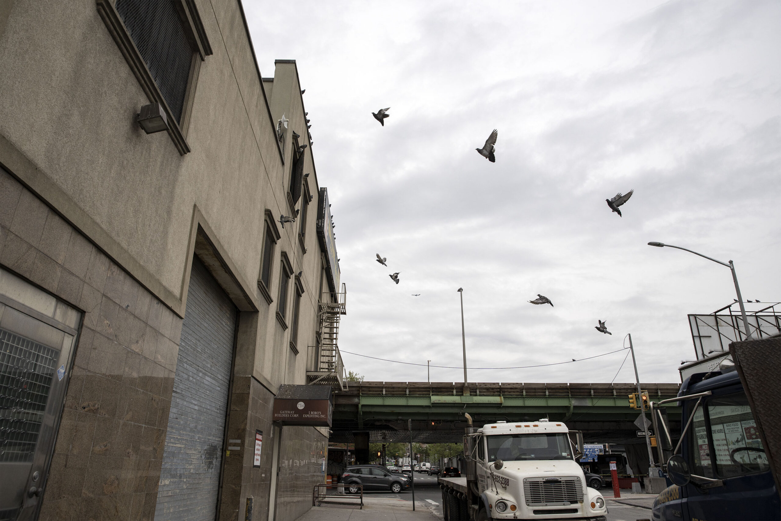 A group of pigeons flew next to the Gowanus Expressway, Brooklyn, New York City, on April 28, 2023. (Credit: Hongyu Liu)