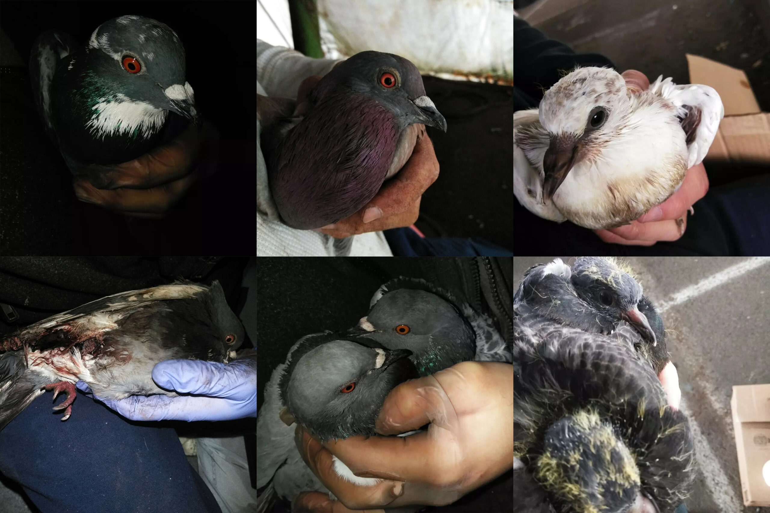 Some pigeons that Kelvin DIaz rescued from the Gowanus Expressway in Brooklyn. New York City, USA from Aug. 2022 to April. 2023. (Courtesy of Kelvin Diaz)