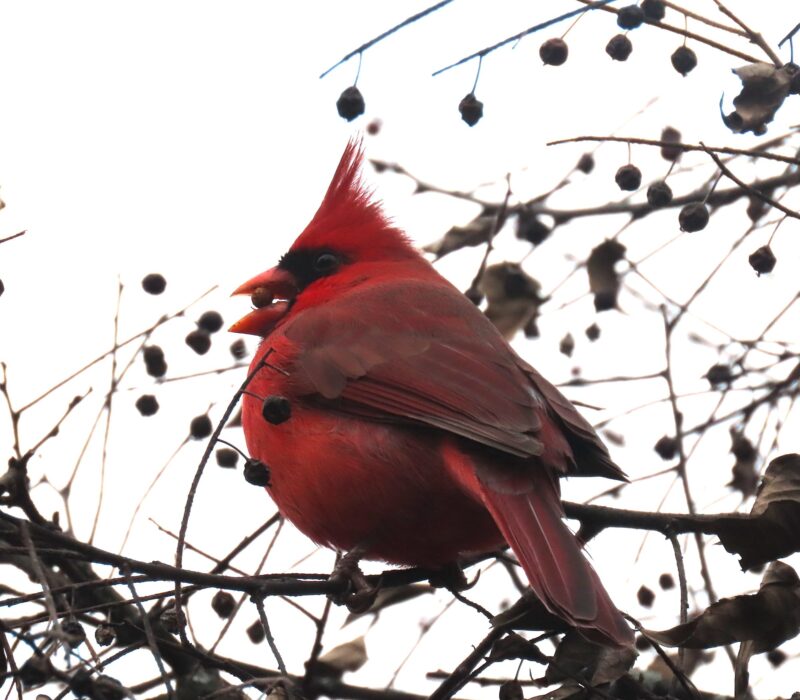 A northern cardinal Wang pointed out during our birding expedition. (Credit: Alexandra Wang)