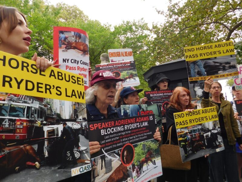 Animal rights protesters demonstrate outside City Hall on Sept. 10. (Credit: Aleah Gatto)