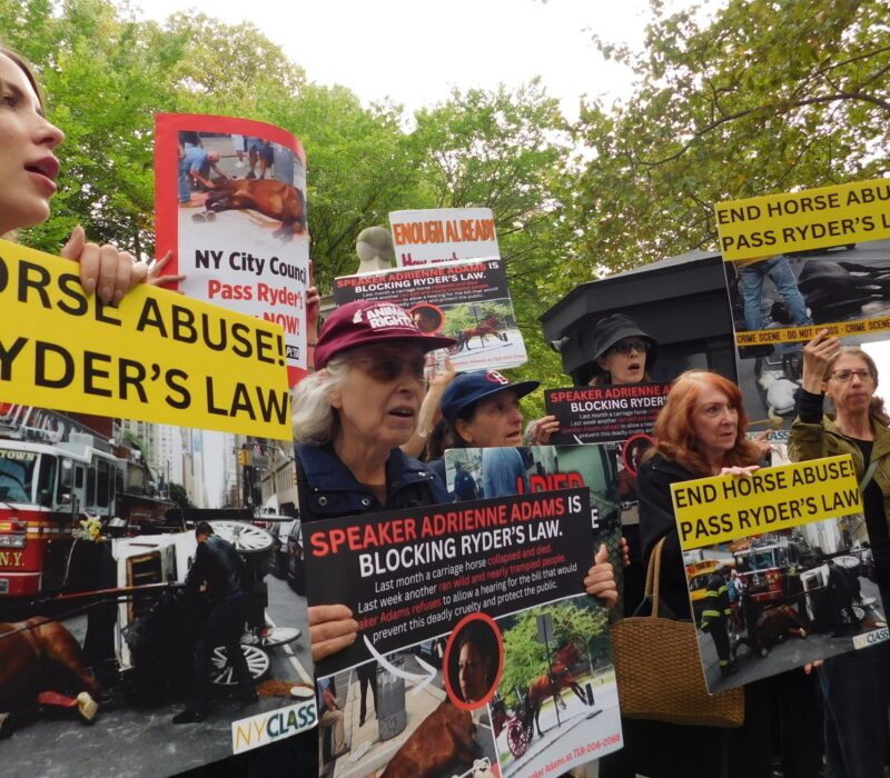 Animal rights protesters demonstrate outside City Hall on Sept. 10. (Credit: Aleah Gatto)