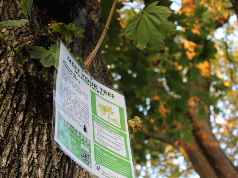 Tree signs, which were in both English and Spanish, included historical background, scientific names, and ecological benefits. (Credit: Kristin Merrilees)