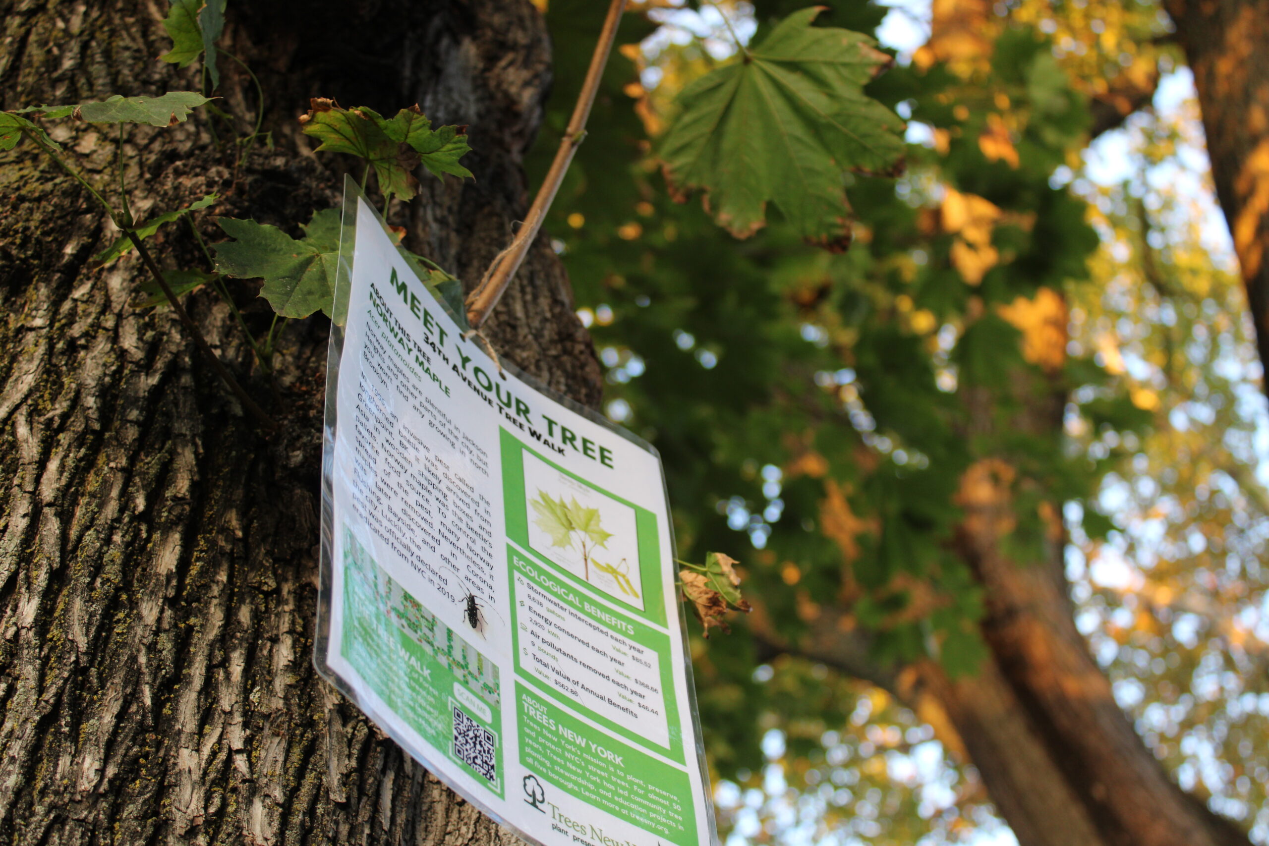 Tree signs, which were in both English and Spanish, included historical background, scientific names, and ecological benefits. (Credit: Kristin Merrilees)