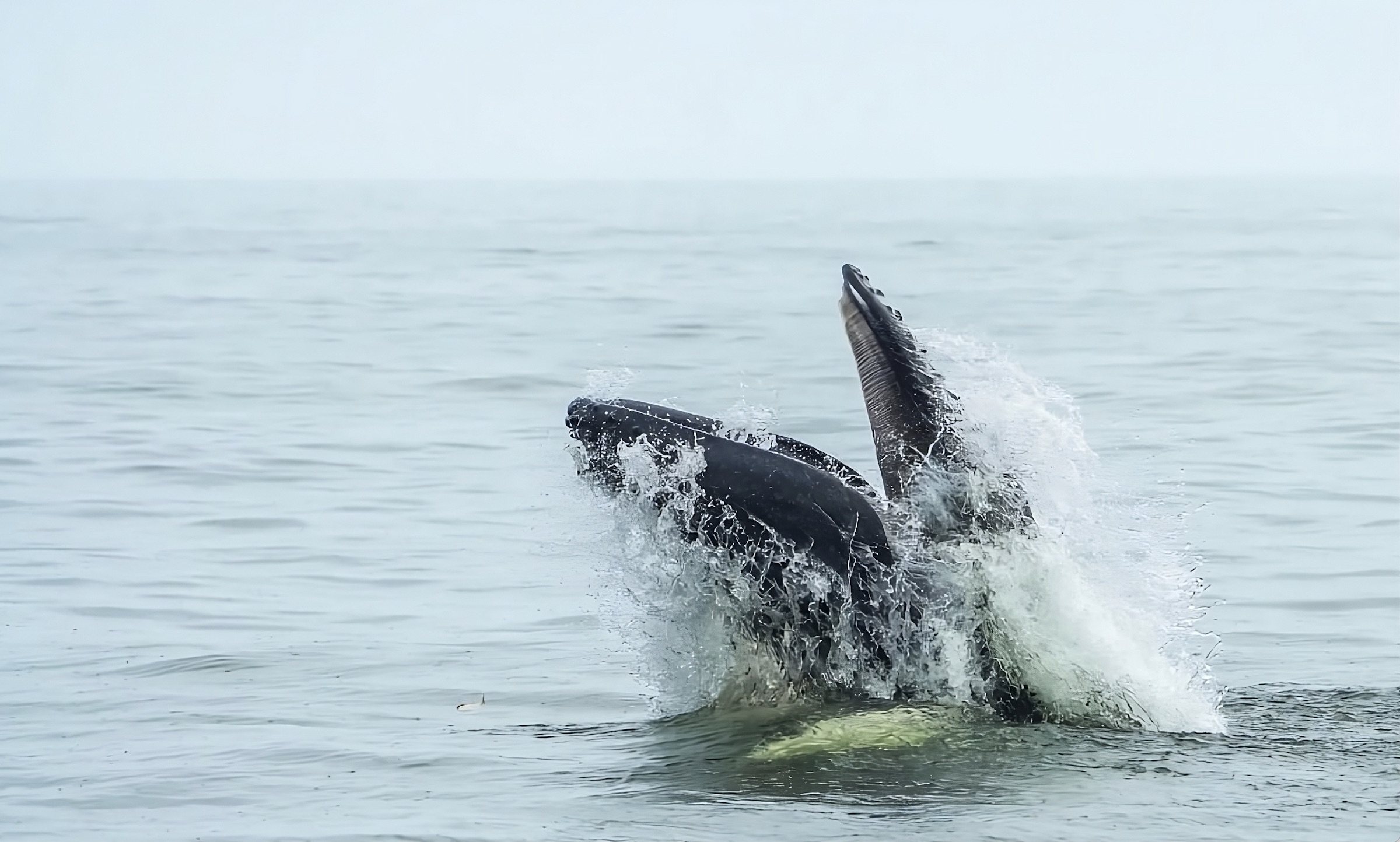 NYC0393 breaching during one of her 14 sightings in 2024. (Credit: Christopher St. Lawrence)