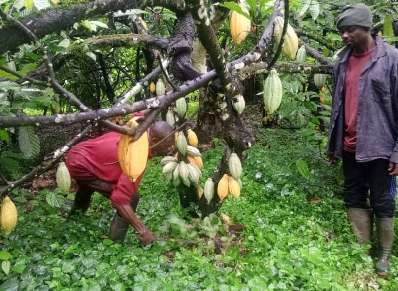 Cocoa farmers in Etung, Cross River State, Nigeria (Courtesy: Hrm Amb Anthony Ntui Etta Ntufam)
