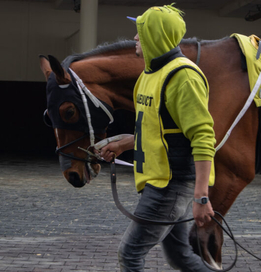 Doppio Espresso is walked around the paddock after a race at Aqueduct Racetrack, Feb. 15, 2026. (Credit: Amalia Wompa)