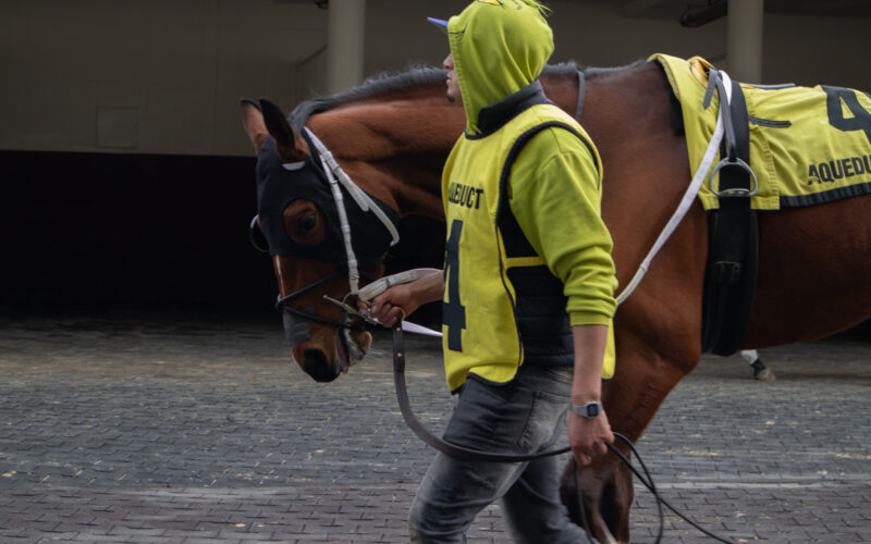 Doppio Espresso is walked around the paddock after a race at Aqueduct Racetrack, Feb. 15, 2026. (Credit: Amalia Wompa)