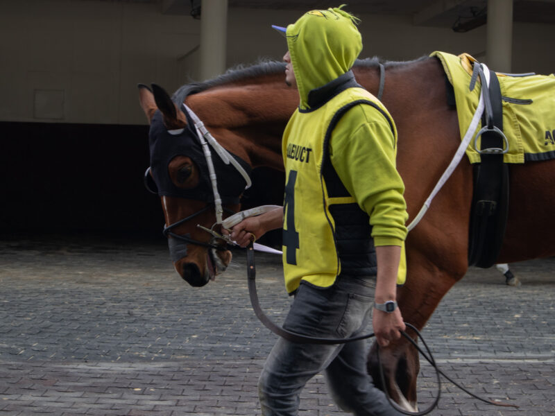 Doppio Espresso is walked around the paddock after a race at Aqueduct Racetrack, Feb. 15, 2026. (Credit: Amalia Wompa)