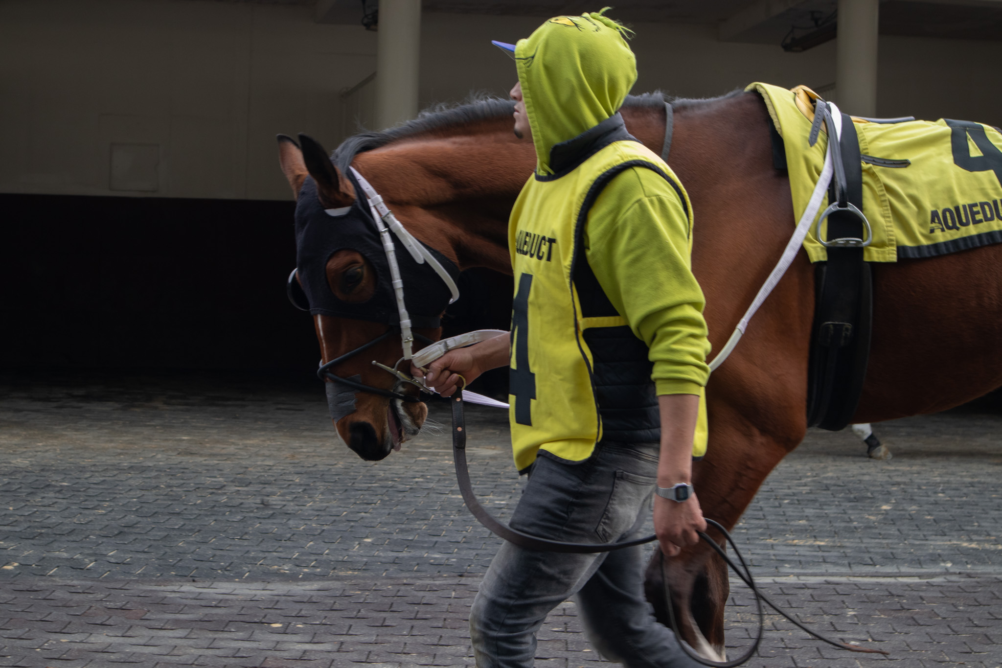 Doppio Espresso is walked around the paddock after a race at Aqueduct Racetrack, Feb. 15, 2026. (Credit: Amalia Wompa)